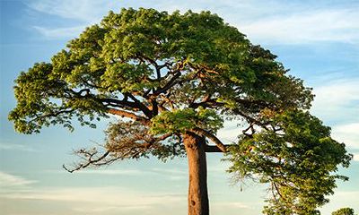 大林木命是什么意思？大林木是最强的木命吗？