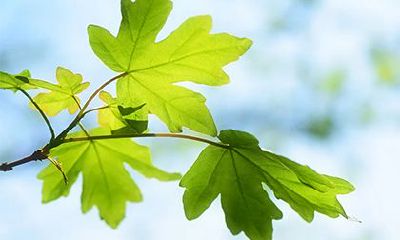 大林木命的男人的命运，大林木命的男人适合做什么工作？