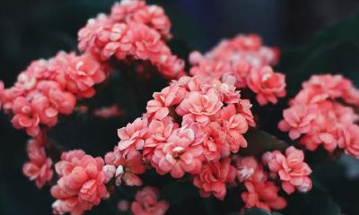 有关巨蟹座的冷门知识，你掌握是多少？