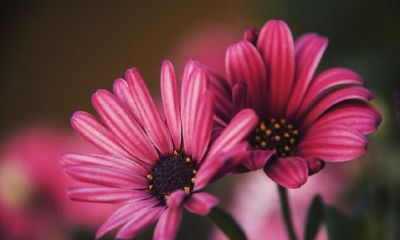 白羊座隐藏爱意的4种方式