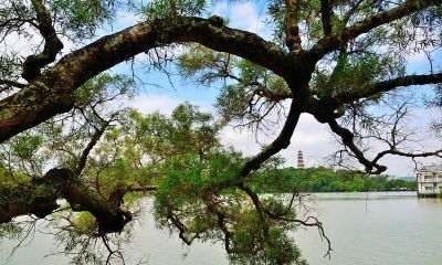 梦见老树对人讲话