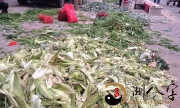 梦见买菜全是烂菜