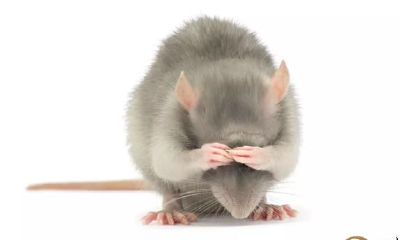 关于鼠的冷知识，你知道几个？