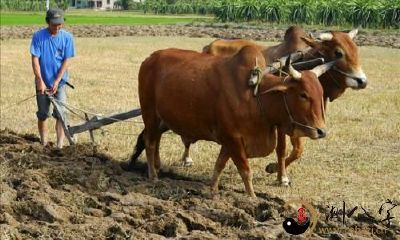 梦见借别人的牛黎地