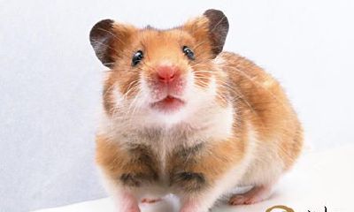 梦见老鼠被整死了