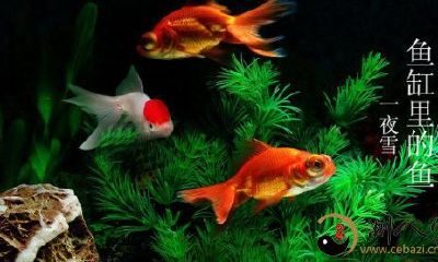 梦到自己家的玻璃缸的鱼死了