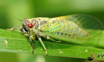 梦到把握住了一把蝉