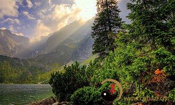 梦见大山山林繁茂