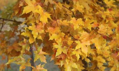 知世故而不人情世故的处女座，过得有道德底线有标准，能维持进取之心