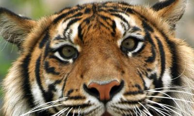 属虎人生在阴历哪几个月六亲无靠，白手起家创业，贵人相助帮扶，能做官为将