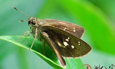 梦见很多飞虫在屋子里