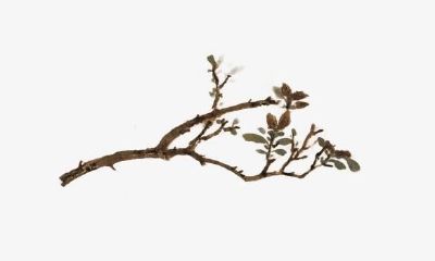 梦到屋子有一根树技