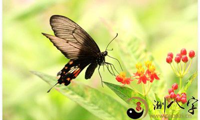 梦见蝴蝶在屋子里飘舞