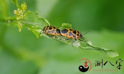 梦到房间内许多小虫子