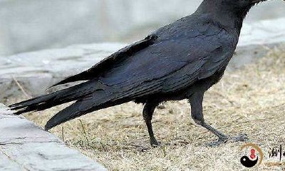 梦见乌鸦在大门口叫