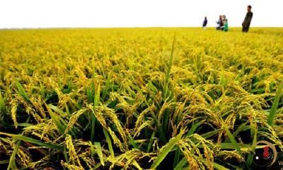 梦到自己的农作物被拔出了