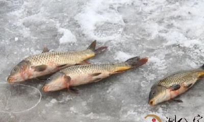 梦到地面上有一堆鲜鱼