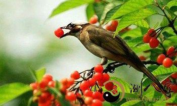 梦到偷大樱桃被抓