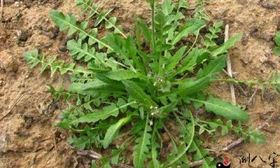 梦见家里晒了许多山野菜