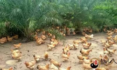 梦见家里遍地鸡屎