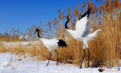 梦见仙鹤被逮到又飞走了