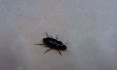 梦到脚掌踩着许多 小虫子