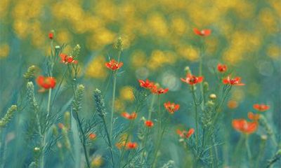 2022壬寅虎年三月初六老黄历日子好吗？适合理发吗？