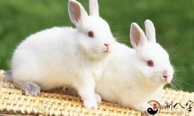 梦到早晨遇上小兔子