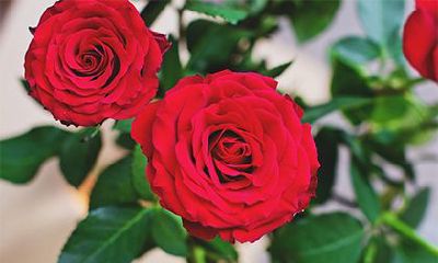 2022壬寅虎年七月初二这天求婚好吗？日子吉利吗？