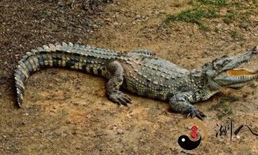 梦见鳄鱼会发家致富