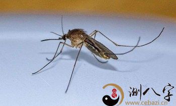 梦到地面上全是蚊虫