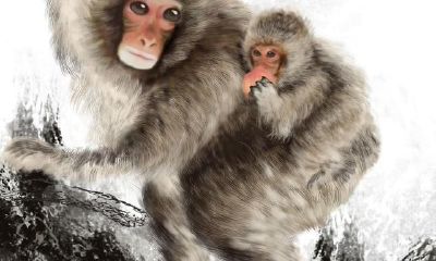 属相大曝光：有关猴猴猴实在太准了！