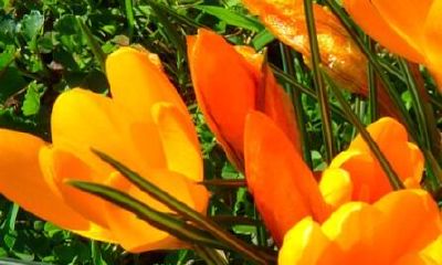 男猴女猴能一辈子幸福吗？属猴人哪天出生最好命？