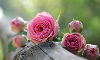 2022年壬寅虎年三月初五是求婚的好日子吗？