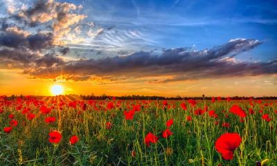 哪天出生的肖狗，有富贵之命，有权有势