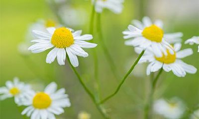 2022年三月初四日求婚日子好不好？