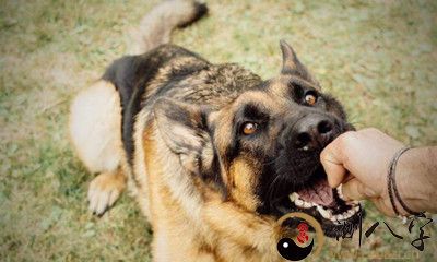梦见狗咬我可是沒有咬到