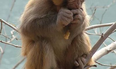 属相猴的性情情感大合集