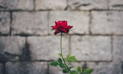 摩羯座在感情中的亮点，你发觉了没有？