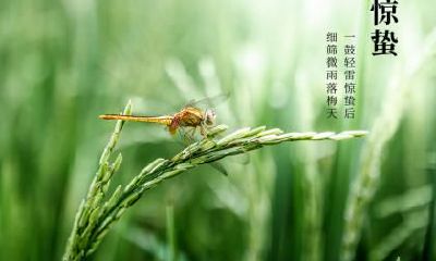 不同年份生肖属羊的人在惊蛰出生命理分析