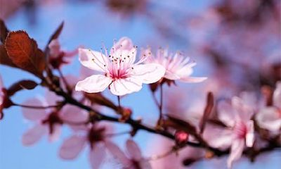 咸池桃花是什么意思？咸池桃花是烂桃花吗？