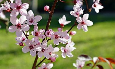 咸池是什么意思？咸池的查法