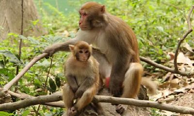 属猴人1956年出生运势