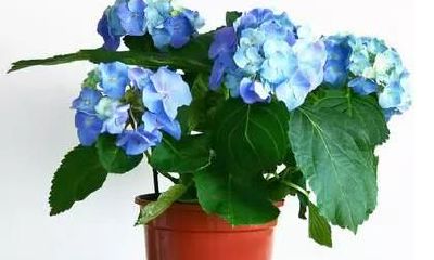 你想把哪盆花摆在家中，测幸运之神何时降临到你家