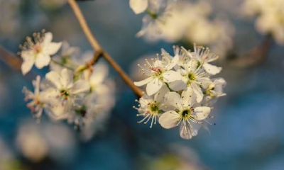 双子座高智商的五个直接证据