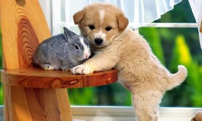 出生在近几天的肖狗人，财气极旺，好运很好，命是确实好