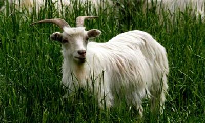 属羊人1955年出生运势