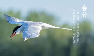 生肖属牛的人出生在春分节气这天命运好不好？