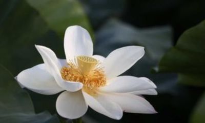 八字知识之地支六合、空亡之象