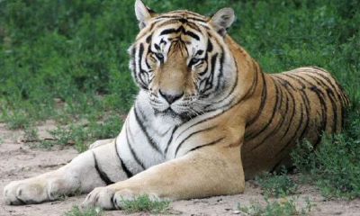 家里有属虎人，鸿运无限，想不富都难